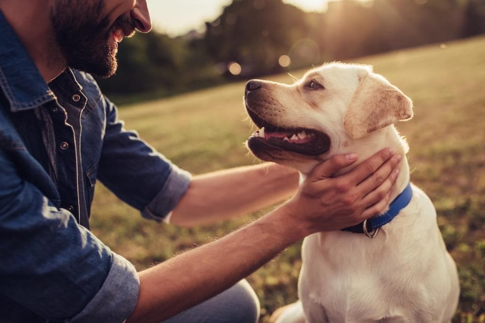 Nueva ley de seguro obligatorio para perros 