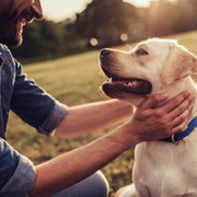 Nueva ley de seguro obligatorio para perros