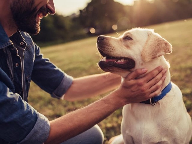 Nueva ley de seguro obligatorio para perros 